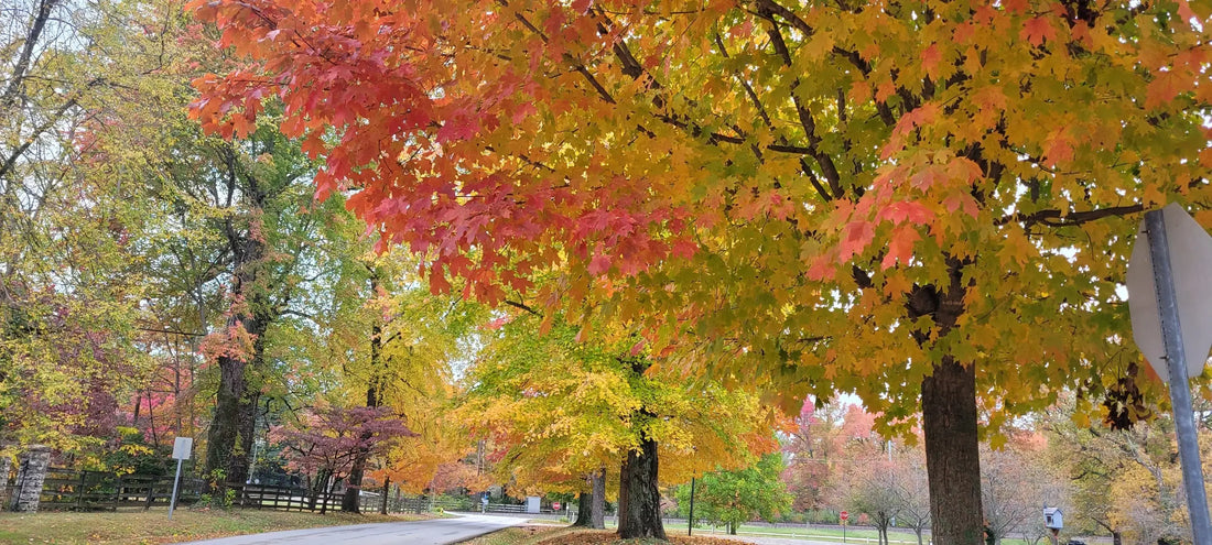 Autumn color along a Kentucky road
