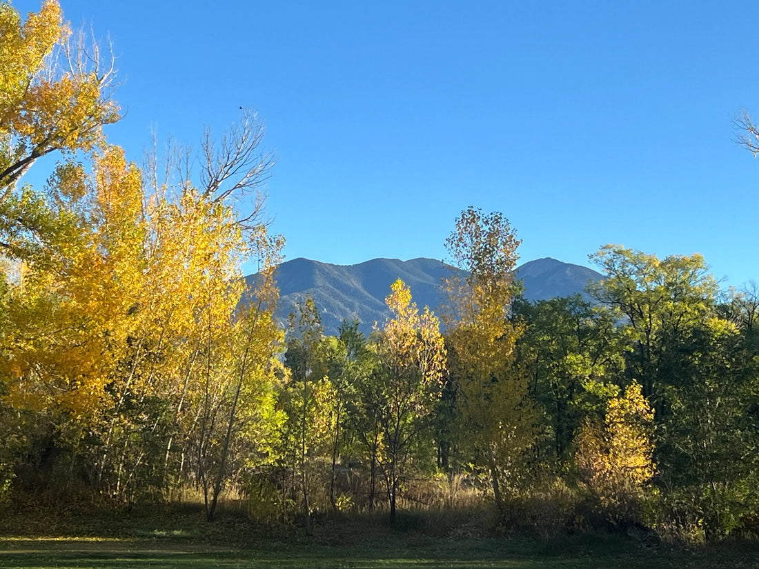 Golden aspens and cottonwoods on the Enchanted Circle drive, Taos area